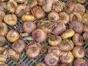 Gladiolus Bulbs - Dazzling Tangerine Mixture - Caribbean garden seed