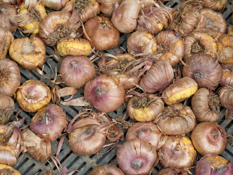 Gladiolus Bulbs - Dazzling Tangerine Mixture - Caribbean garden seed