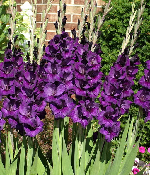 Gladiolus Bulbs - Purple Flora - Caribbean garden seed