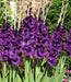 Gladiolus Bulbs - Purple Flora - Caribbean garden seed