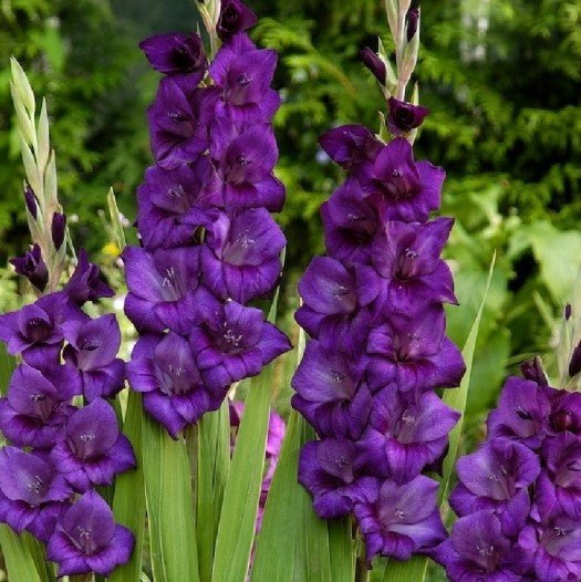 Gladiolus Bulbs - Purple Flora - Caribbean garden seed