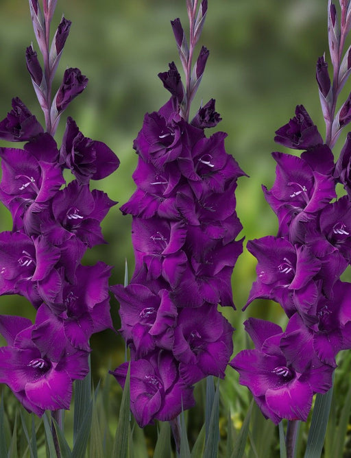 Gladiolus Bulbs - Purple Flora - Caribbean garden seed