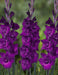 Gladiolus Bulbs - Purple Flora - Caribbean garden seed