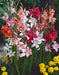 Hardy Gladiolus - Nanus Mixture - Caribbean garden seed