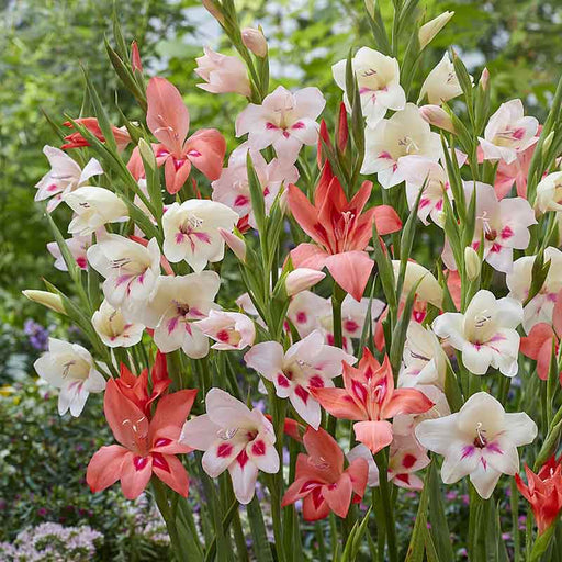 Hardy Gladiolus - Nanus Mixture - Caribbean garden seed