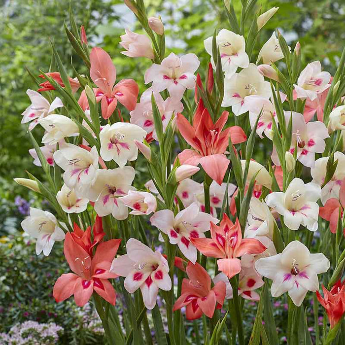 Hardy Gladiolus - Nanus Mixture - Caribbean garden seed