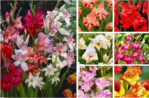Hardy Gladiolus - Nanus Mixture - Caribbean garden seed