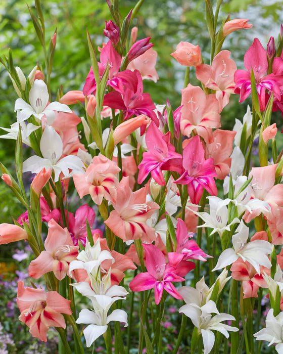 Hardy Gladiolus - Nanus Mixture - Caribbean garden seed