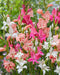 Hardy Gladiolus - Nanus Mixture - Caribbean garden seed