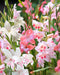 Hardy Gladiolus - Nanus Mixture - Caribbean garden seed