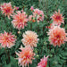 Dahlia - DinnerPlate - Penhill Watermelon - Caribbean garden seed
