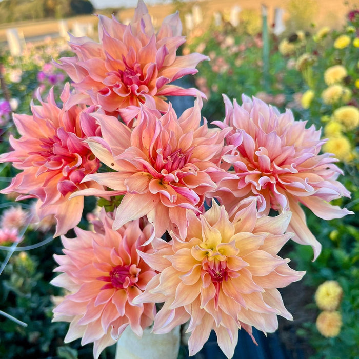 Dahlia - DinnerPlate - Penhill Watermelon - Caribbean garden seed