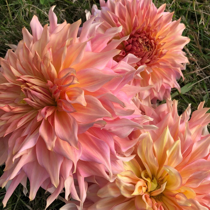 Dahlia - DinnerPlate - Penhill Watermelon - Caribbean garden seed
