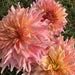 Dahlia - DinnerPlate - Penhill Watermelon - Caribbean garden seed