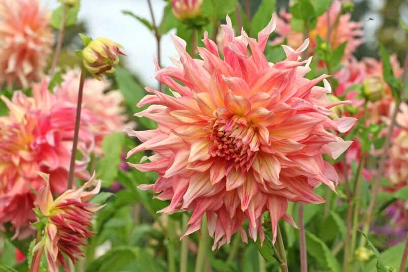 Dahlia - DinnerPlate - Penhill Watermelon - Caribbean garden seed