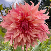 Dahlia - DinnerPlate - Penhill Watermelon - Caribbean garden seed