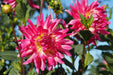 Dahlia Cactus - Mingus Julie - Caribbean garden seed