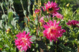 Dahlia Cactus - Mingus Julie - Caribbean garden seed