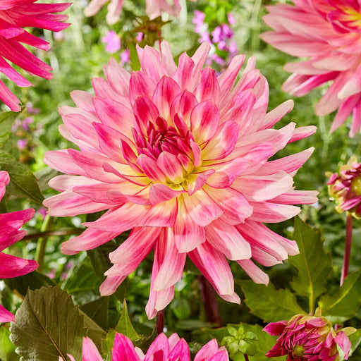 Dahlia Cactus - Mingus Julie - Caribbean garden seed
