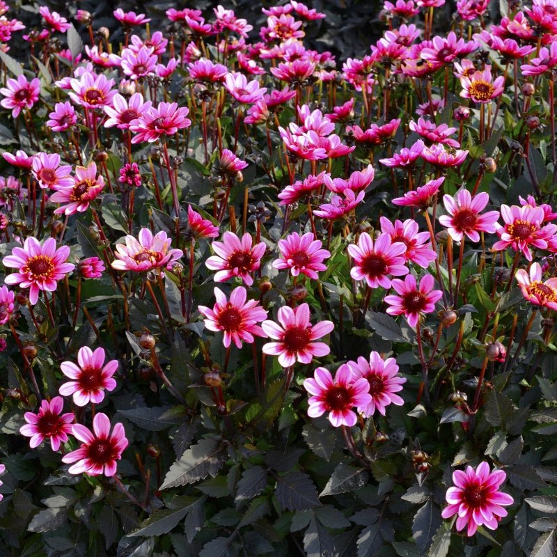 Dahlia Dark Angel - Pretty Woman - Caribbean garden seed