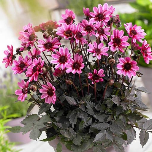 Dahlia Dark Angel - Pretty Woman - Caribbean garden seed