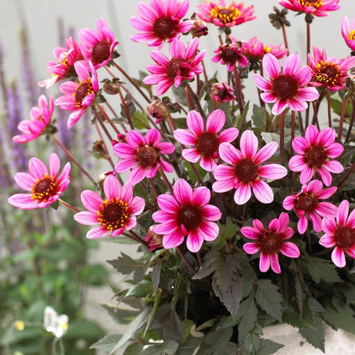 Dahlia Dark Angel - Pretty Woman - Caribbean garden seed