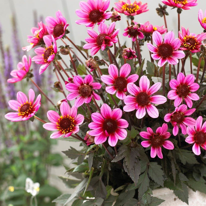 Dahlia Dark Angel - Pretty Woman - Caribbean garden seed