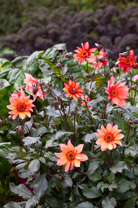 Dahlia Dark Angel - Dragon Ball - Caribbean garden seed