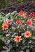 Dahlia Dark Angel - Dragon Ball - Caribbean garden seed