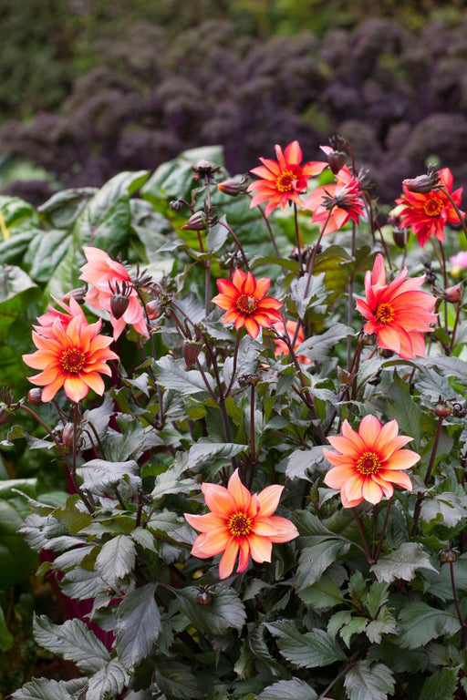 Dahlia Dark Angel - Dragon Ball - Caribbean garden seed