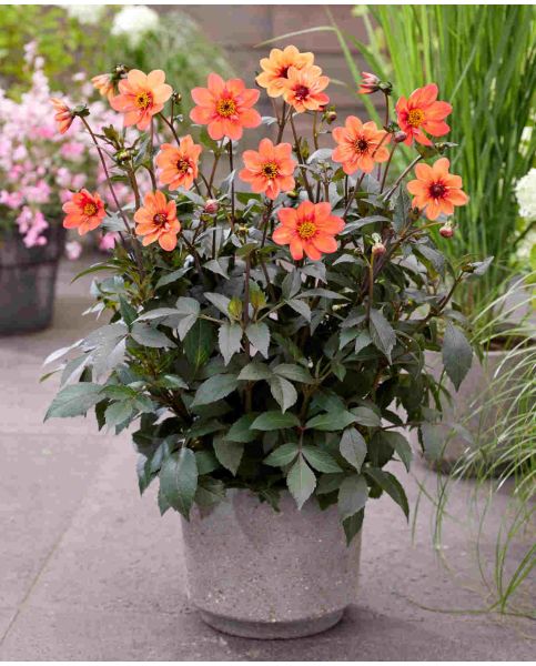 Dahlia Dark Angel - Dragon Ball - Caribbean garden seed