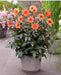 Dahlia Dark Angel - Dragon Ball - Caribbean garden seed