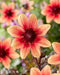 Dahlia Dark Angel - Dragon Ball - Caribbean garden seed