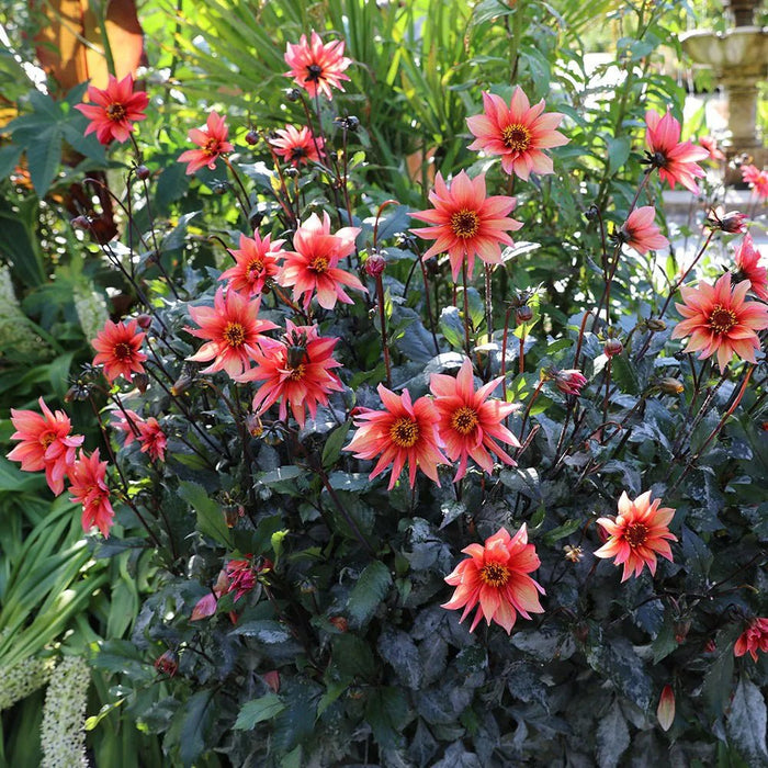 Dahlia Dark Angel - Dragon Ball - Caribbean garden seed