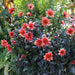 Dahlia Dark Angel - Dragon Ball - Caribbean garden seed
