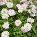 Dahlia Decorative - Crazy Love (Tuber) PERENNIAL - Caribbean garden seed