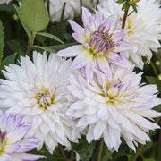 Dahlia Decorative - Crazy Love (Tuber) PERENNIAL - Caribbean garden seed