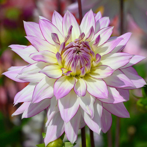 Dahlia Decorative - Crazy Love (Tuber) PERENNIAL - Caribbean garden seed