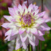 Dahlia Decorative - Crazy Love (Tuber) PERENNIAL - Caribbean garden seed