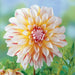 Dahlia Decorative - Caribbean fantasy - Caribbean garden seed
