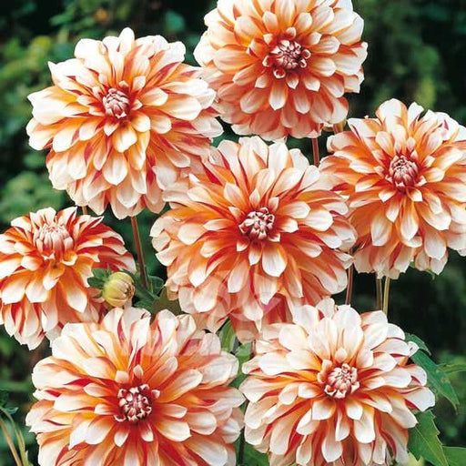 Dahlia Decorative - Caribbean fantasy - Caribbean garden seed