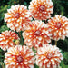 Dahlia Decorative - Caribbean fantasy - Caribbean garden seed
