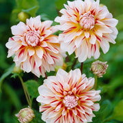 Dahlia Decorative - Caribbean fantasy - Caribbean garden seed