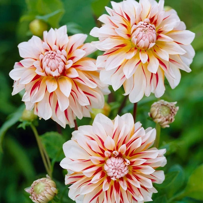 Dahlia Decorative - Caribbean fantasy - Caribbean garden seed