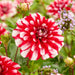 Dahlia Decorative - Jamaica - Caribbean garden seed