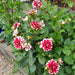 Dahlia Decorative - Jamaica - Caribbean garden seed