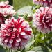 Dahlia Decorative - Jamaica - Caribbean garden seed
