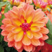Dahlia Decorative - Firepot - Caribbean garden seed