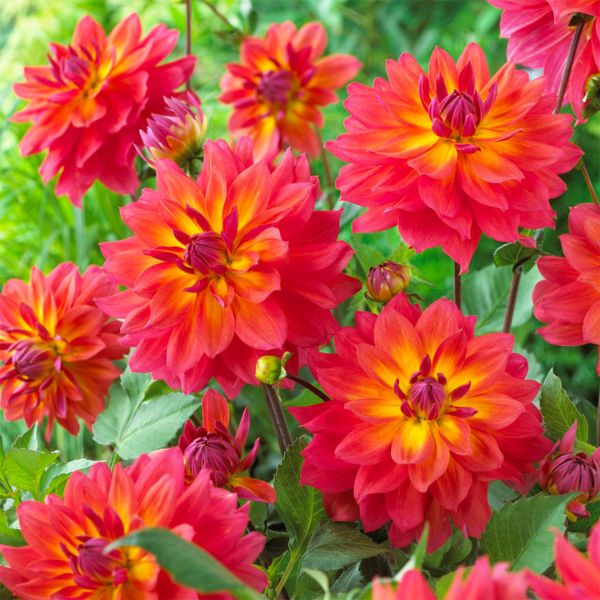 Dahlia Decorative - Firepot - Caribbean garden seed