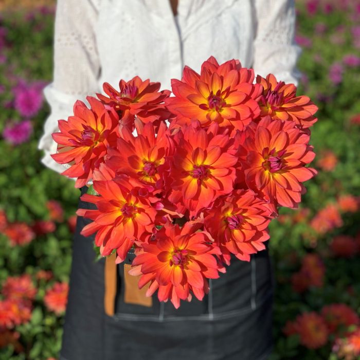 Dahlia Decorative - Firepot - Caribbean garden seed